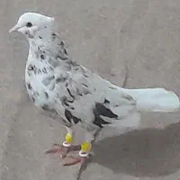 کبوتر دم کوهی