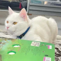 گربه نر با تمام وسایل