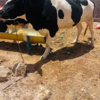 گاو واسه قربانی