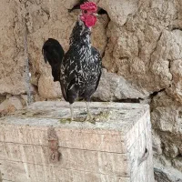 مرغ خروس مینیاتوری
