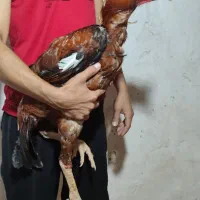 خروس لاری