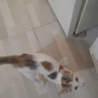 ۲تا بچه گربه ماده