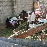 بزهلندی