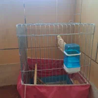 فروش قفس