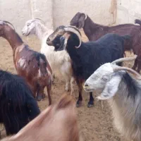 فروش بز
