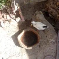 اردک ماده