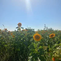 زمین-فروشی-متراژ-بالا