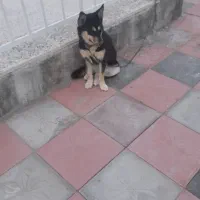 سگ هاسکی اجتماعی ۳ت