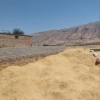 فروش کاه عدس