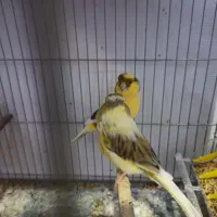 دوجفت قناری سوپر