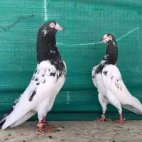 کبوتر بلندپرواز ضمانتی ۱۴ساعت