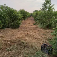 فروش-باغچه