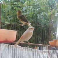 قناری|پرنده|رومشکان, |دیوار