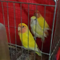 طوطی برزیلی