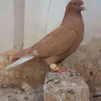 کفتر زرد دم سفید زرد زاغ پولکی سوسکی سبز دم سفید