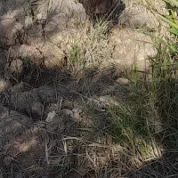شادگان خروسی