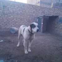 سلام۲عددسگ