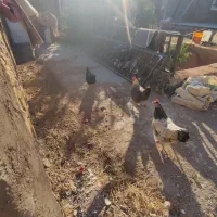 مرغ تخمگذار