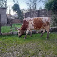 گاوچالوسی ۷ماه آبستن