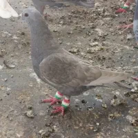 کرمانی