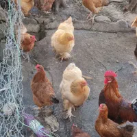 مرغ برهما