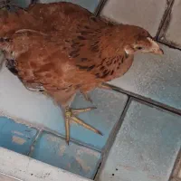خروس
