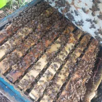 زنبور عسل در حیوانات