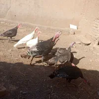 بوقلمون نر و ماده جوون تخم گذار