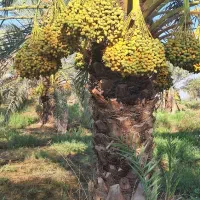 سلام ثمر نخل اجاره می کنم هر نوعی باشه