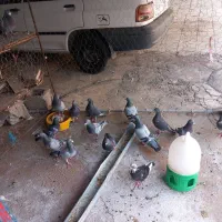 کبوتر پلاکی مسافتی