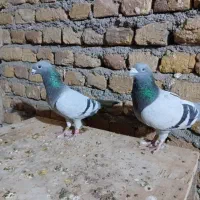 کفترموریس دلبر
