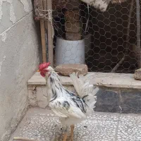 خروس گلین
