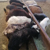 17 بره خرج خور