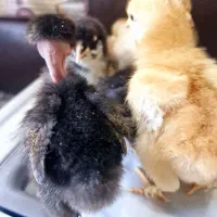 جوجه