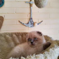 واگذاری گربه