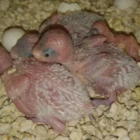 طوطی عروس هلندی و مرغ عشق