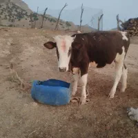 شنگول سمیتال اصل به فروش می رسد