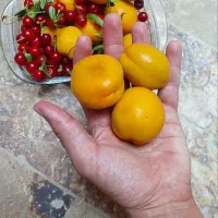 850متر-ویلا-باغ-داخل-محدوده-نوساز-معاوضه-با-ماشی