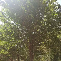 شهرکرد