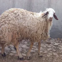 بره نر چاق درجه یک