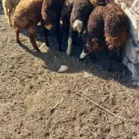 بره
