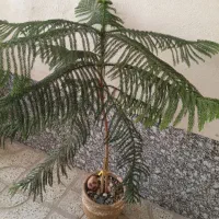 کاج مطبق