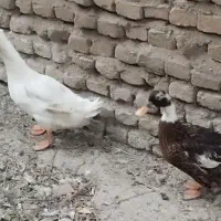 اردک نر و ماده