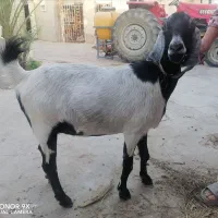 بز دوکهره.دوقلو