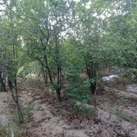 باغ-بنادک-سادات-یزد-1000-متری