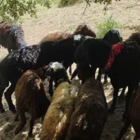 توخلی وزن مناسب برای قربانی
