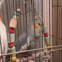 عروس هلندی نرو ماده ۳ تا هم تخم گذاشته