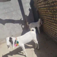 کولار پاکستانی