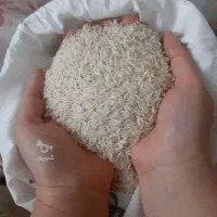 فروش برنج کشت ۲ طارم هاشمی