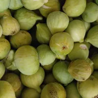 انجیر|خوردنی و آشامیدنی|بندر گز, |دیوار